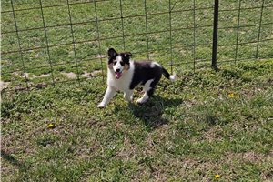 Nash - Shetland Sheepdog - Sheltie for sale