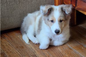 Sultan - Shetland Sheepdog - Sheltie for sale