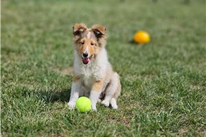 Paisley - Shetland Sheepdog - Sheltie for sale