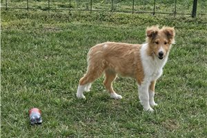 Astro - Shetland Sheepdog - Sheltie for sale