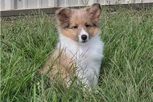 Trudy - Shetland Sheepdog - Sheltie for sale