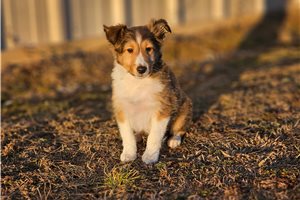 Asher - Shetland Sheepdog - Sheltie for sale