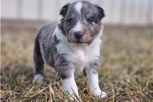 Rhodes - Shetland Sheepdog - Sheltie for sale
