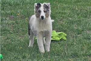 Nuroo - Shetland Sheepdog - Sheltie for sale