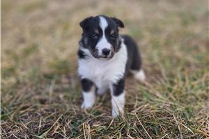 Felix - Shetland Sheepdog - Sheltie for sale