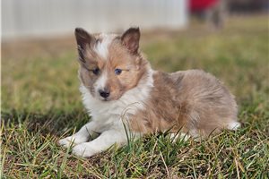 Rudy - puppy for sale