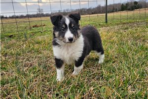 Felix - Shetland Sheepdog - Sheltie for sale