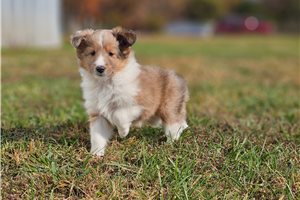 Muriel - puppy for sale