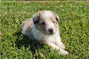 Sandy - Shetland Sheepdog - Sheltie for sale