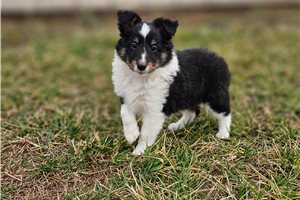 Rogan - Shetland Sheepdog - Sheltie for sale