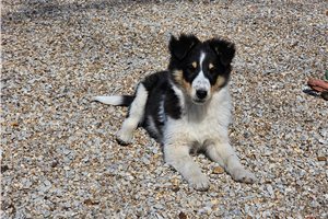 Noland - Shetland Sheepdog - Sheltie for sale