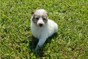 Serena - Shetland Sheepdog - Sheltie for sale