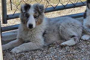 Nuroo - Shetland Sheepdog - Sheltie for sale