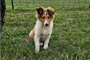 Persephone - puppy for sale