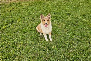 Paisley - Shetland Sheepdog - Sheltie for sale