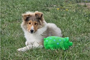 Atom - Shetland Sheepdog - Sheltie for sale