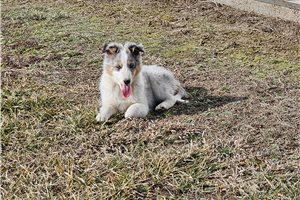 Nico - Shetland Sheepdog - Sheltie for sale