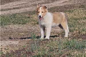 Peanut - Shetland Sheepdog - Sheltie for sale