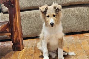 Astro - Shetland Sheepdog - Sheltie for sale