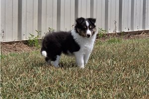 Blair - Shetland Sheepdog - Sheltie for sale