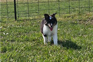 Rogan - Shetland Sheepdog - Sheltie for sale