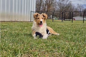 Pongo - Shetland Sheepdog - Sheltie for sale