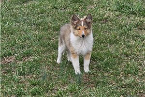 Paisley - Shetland Sheepdog - Sheltie for sale