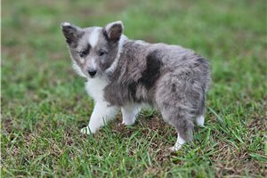 Marshall - Shetland Sheepdog - Sheltie for sale