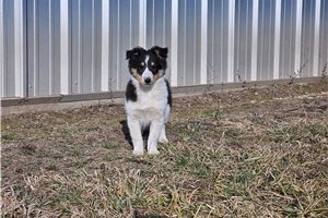 Noland - Shetland Sheepdog - Sheltie for sale