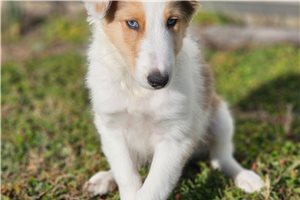Baylor - Shetland Sheepdog - Sheltie for sale