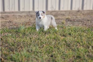 Nyla - puppy for sale