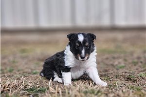 Rogan - Shetland Sheepdog - Sheltie for sale