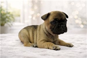 Nixa - puppy for sale