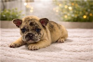 Neon - French Bulldog for sale