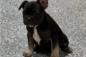 Noalie - French Bulldog for sale