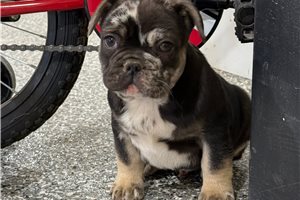Nelson - French Bulldog for sale