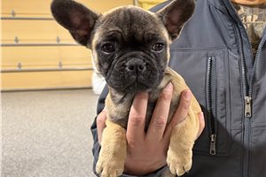 Nixa - French Bulldog for sale