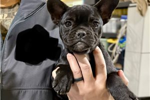 Nisha - French Bulldog for sale