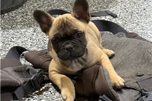 Nixa - French Bulldog for sale