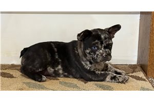 Nirvana - French Bulldog for sale