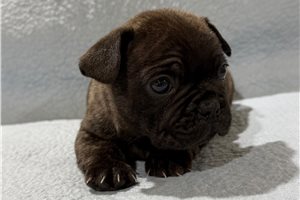 Nick - puppy for sale