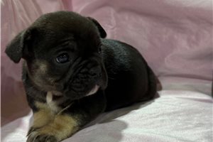 Noalie - puppy for sale