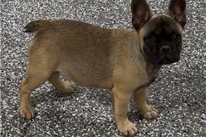 Nixa - French Bulldog for sale