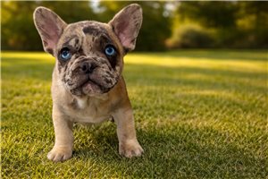 Neon - French Bulldog for sale