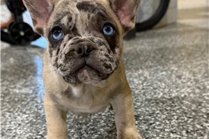 Neon - French Bulldog for sale