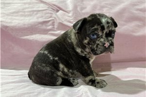 Nirvana - puppy for sale