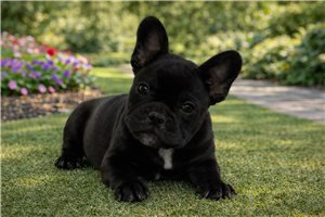 Nisha - French Bulldog for sale