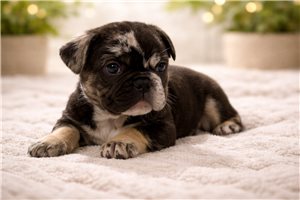 Nelson - puppy for sale