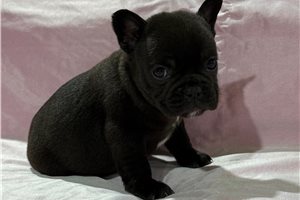Nisha - puppy for sale