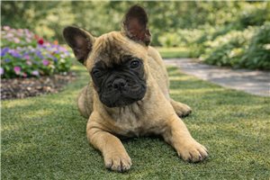 Nixa - French Bulldog for sale